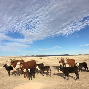 Meet your Posher, Rosa